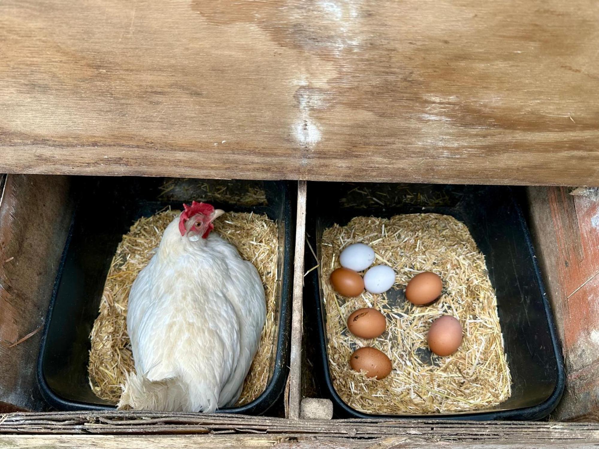 Charming Hen Cottage Countryside Retreat Lincoln Newball 外观 照片