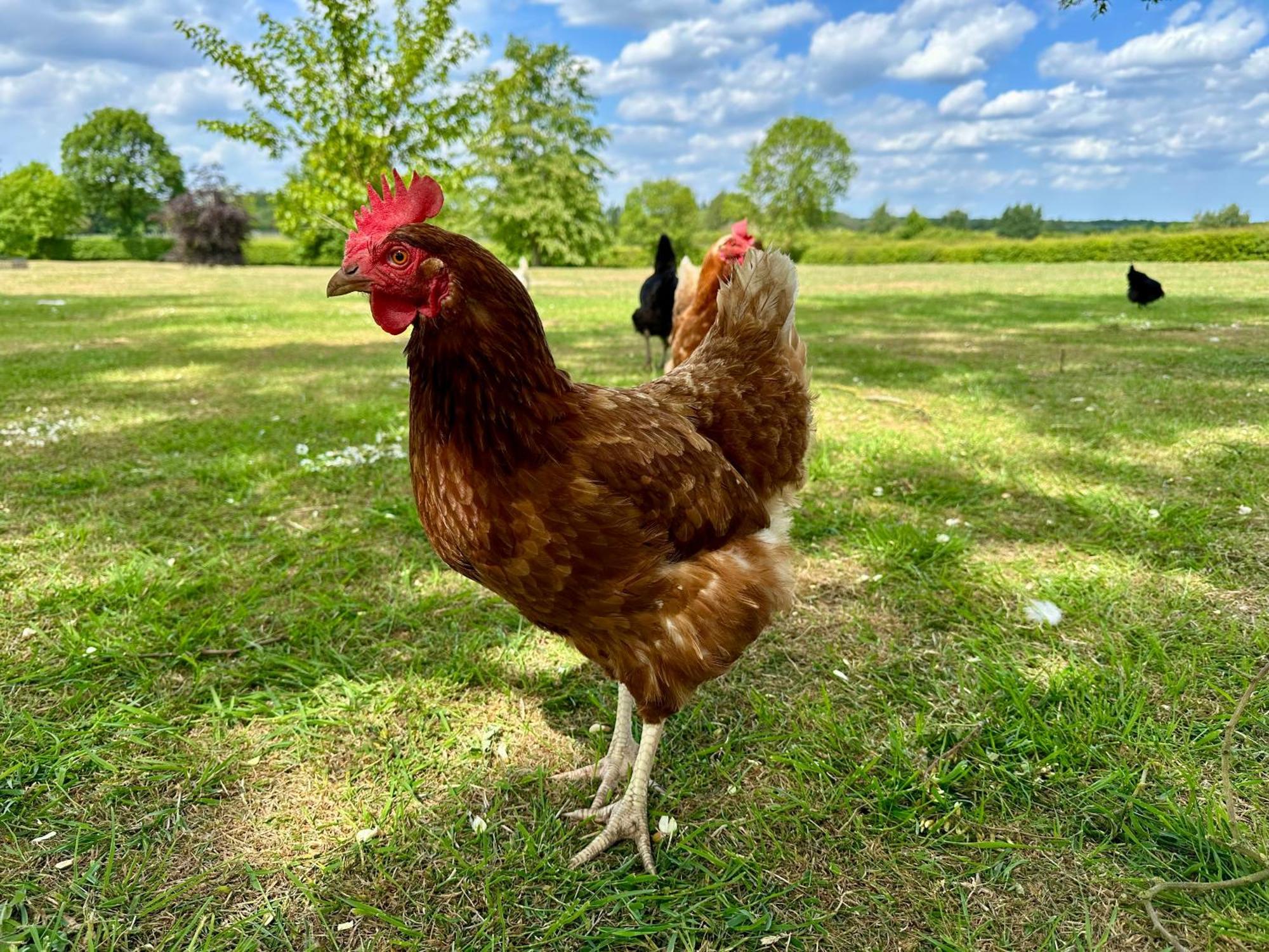 Charming Hen Cottage Countryside Retreat Lincoln Newball 外观 照片